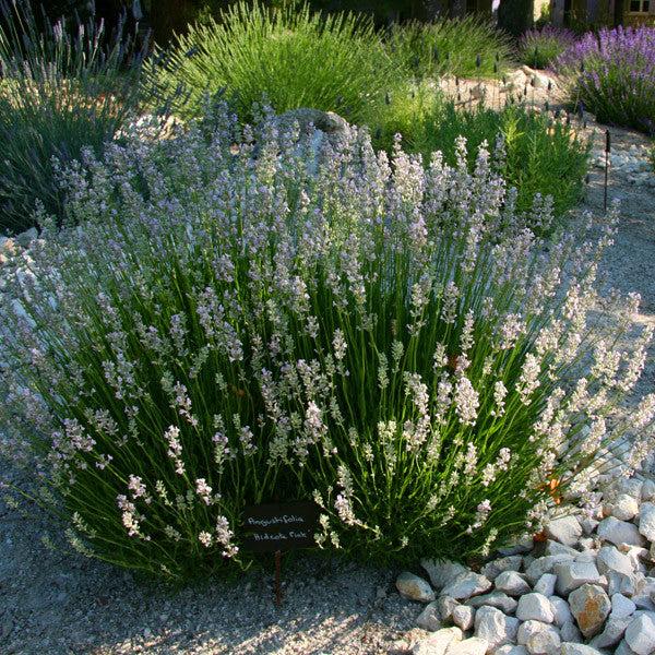 G930 Lavandula Angustifolia 27hidcote 27 25 8c6ce8d0 008c 4388 96df 172b4c4df459 from www redcrocus com