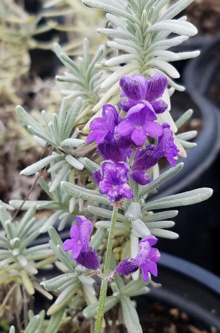 G930 Lavandula Angustifolia 27hidcote 27 26 250d2d47 6c5a 4930 872f A8f7e0418b0a from www redcrocus com