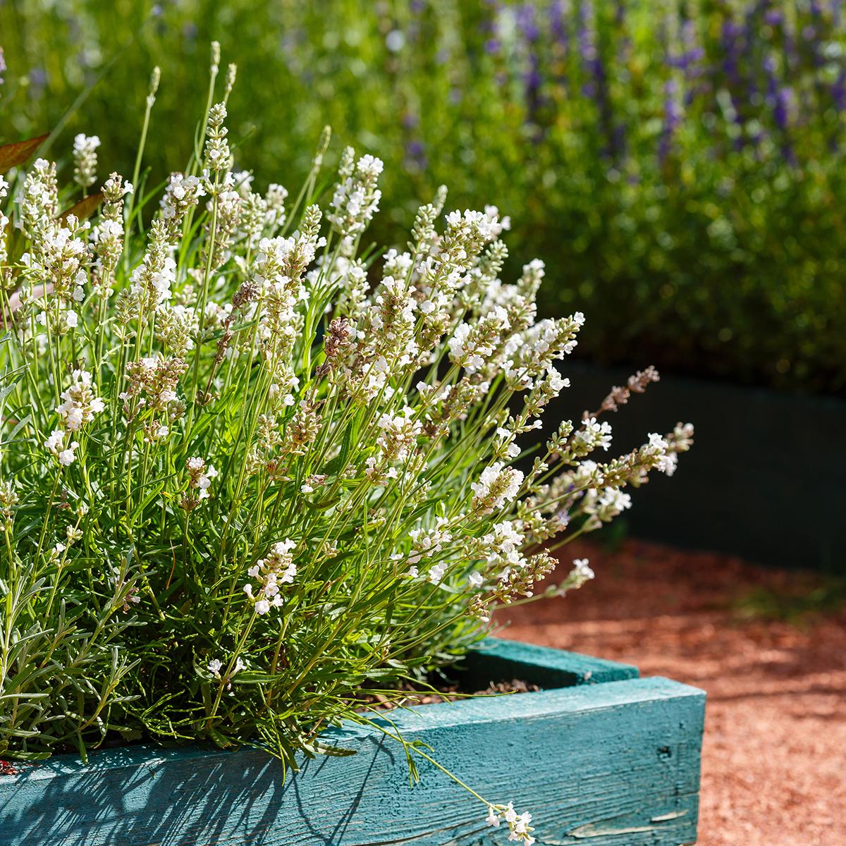 G930 Lavandula Angustifolia 27hidcote 27 27 0940bbd4 E7ff 46f3 Bc21 53d12f2fe6c5 from www redcrocus com