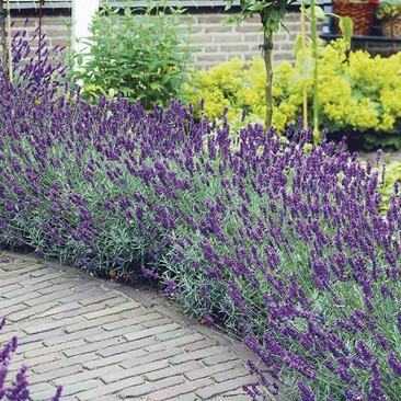 G930 Lavandula Angustifolia 27hidcote 27 28 Af81332a 3772 4ba5 A219 D668ca446627 from www redcrocus com