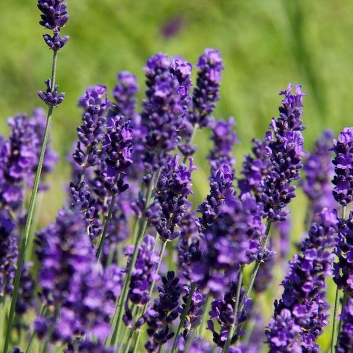 G930 Lavandula Angustifolia 27hidcote 27 29 86b18820 3e5c 4626 8797 6f880bc8b9c6 from www redcrocus com