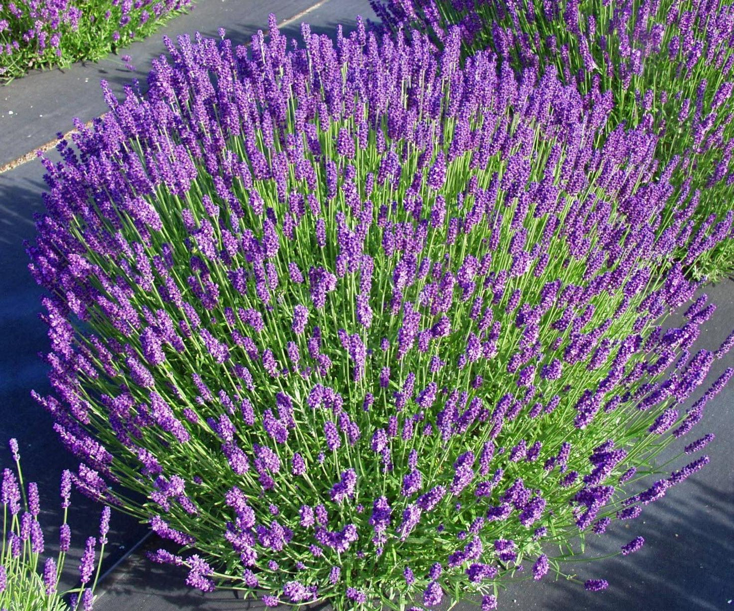 G930 Lavandula Angustifolia 27hidcote 27 2 2959383b 8915 44be 8fb2 11f284d0d4af from www redcrocus com