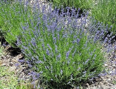 G930 Lavandula Angustifolia 27hidcote 27 30 000d3e0b 45d8 4f25 83a9 Bb547daede8e from www redcrocus com
