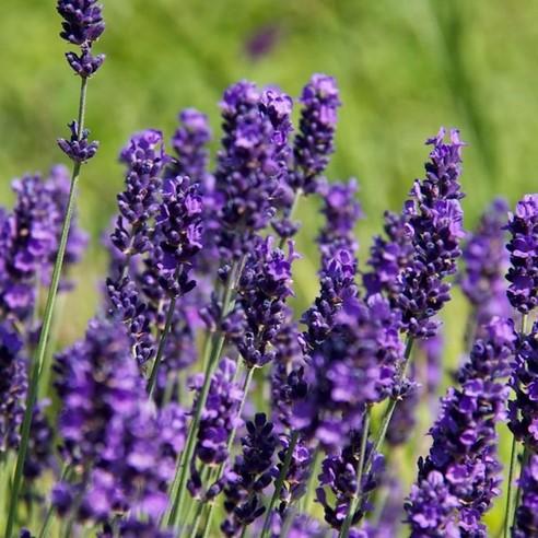 G930 Lavandula Angustifolia 'hidcote' - View 31 from www redcrocus com
