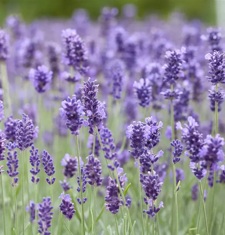 G930 Lavandula Angustifolia 27hidcote 27 32 1d5842fa 25af 471c B8d4 5daee355dadf from www redcrocus com