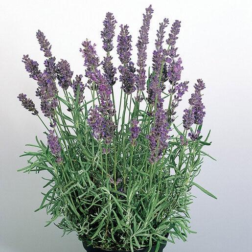 G930 Lavandula Angustifolia 27hidcote 27 33 747b3ac2 8abc 4083 81e4 E0aae1380370 from www redcrocus com