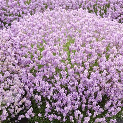 G930 Lavandula Angustifolia 27hidcote 27 34 C6c22f3c Fa84 4151 Acc6 E40ae9a7080f from www redcrocus com