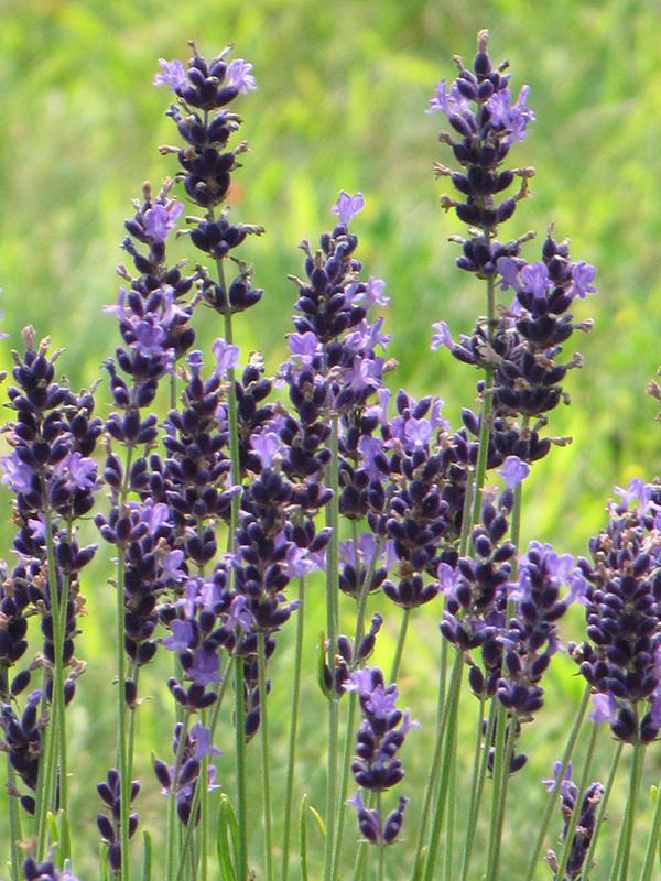 G930 Lavandula Angustifolia 27hidcote 27 35 3aa9ab00 3415 40f5 8d7d 29c24677a624 from www redcrocus com