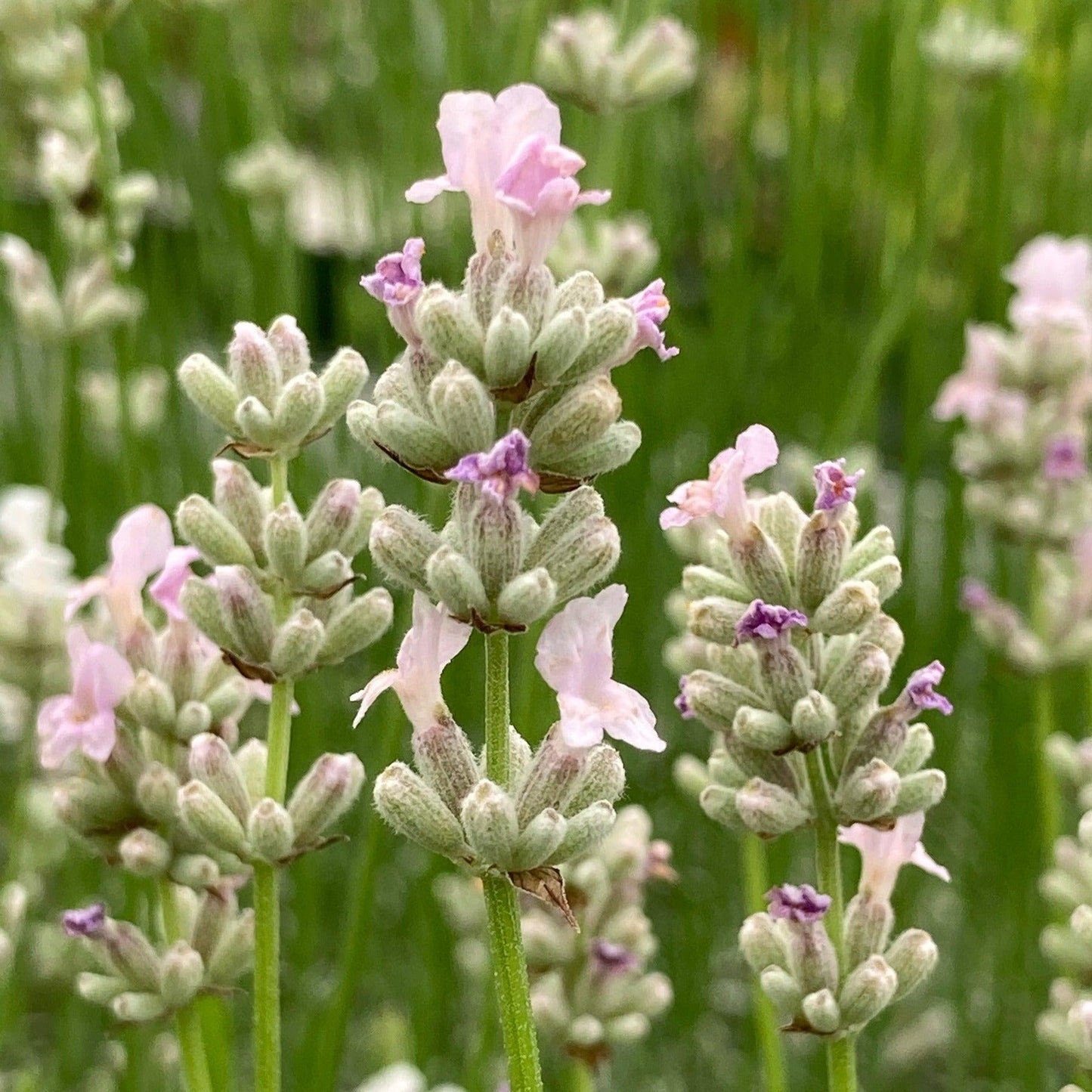 G930 Lavandula Angustifolia 27hidcote 27 36 50cde8b5 Ac27 4e31 Ad27 A65231aba071 from www redcrocus com