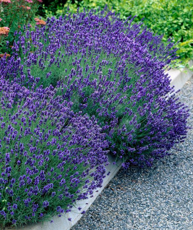 G930 Lavandula Angustifolia 27hidcote 27 37 0e2b38fe Cedc 45c3 968f Ff66786731ef from www redcrocus com