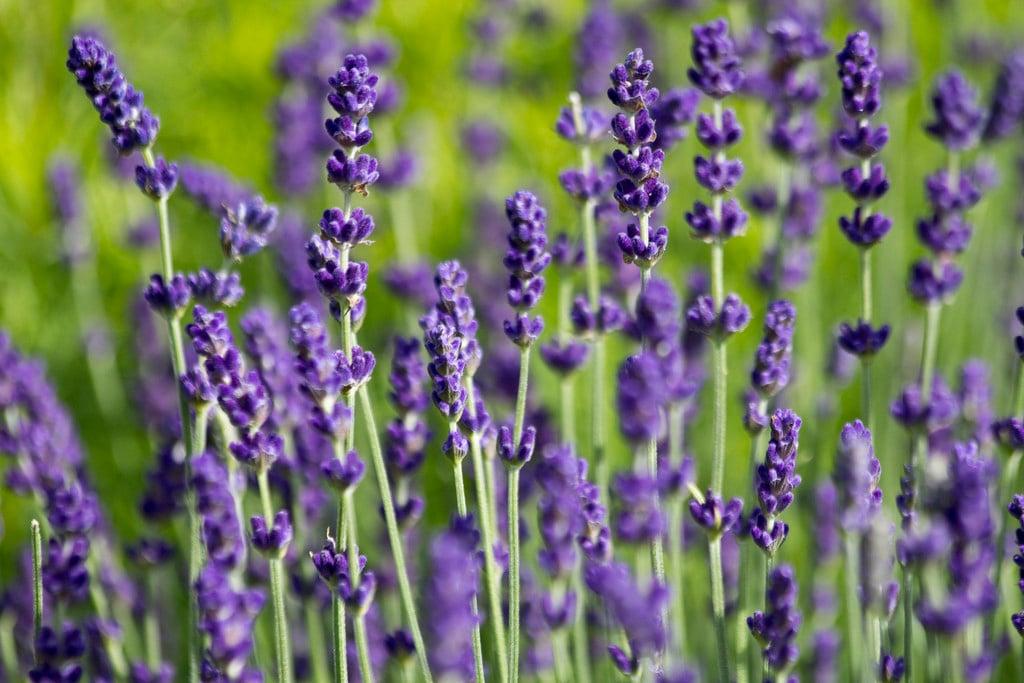 G930 Lavandula Angustifolia 27hidcote 27 3 37bcb982 D05c 4c80 B1e1 D352ef430f56 from www redcrocus com