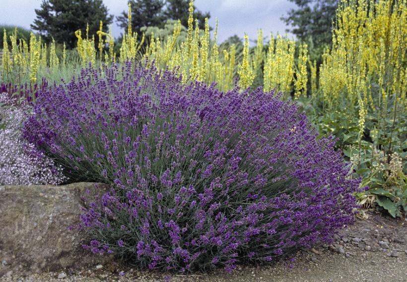 G930 Lavandula Angustifolia 27hidcote 27 4 4f2b755a 21fe 4e6b 8282 07c377a593ab from www redcrocus com