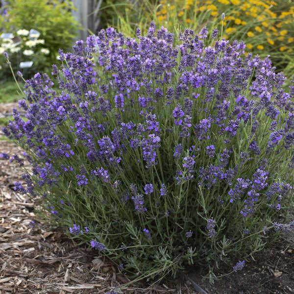G930 Lavandula Angustifolia 27hidcote 27 5 47ec23d6 012c 46cd 922b Dd0496fefd27 from www redcrocus com