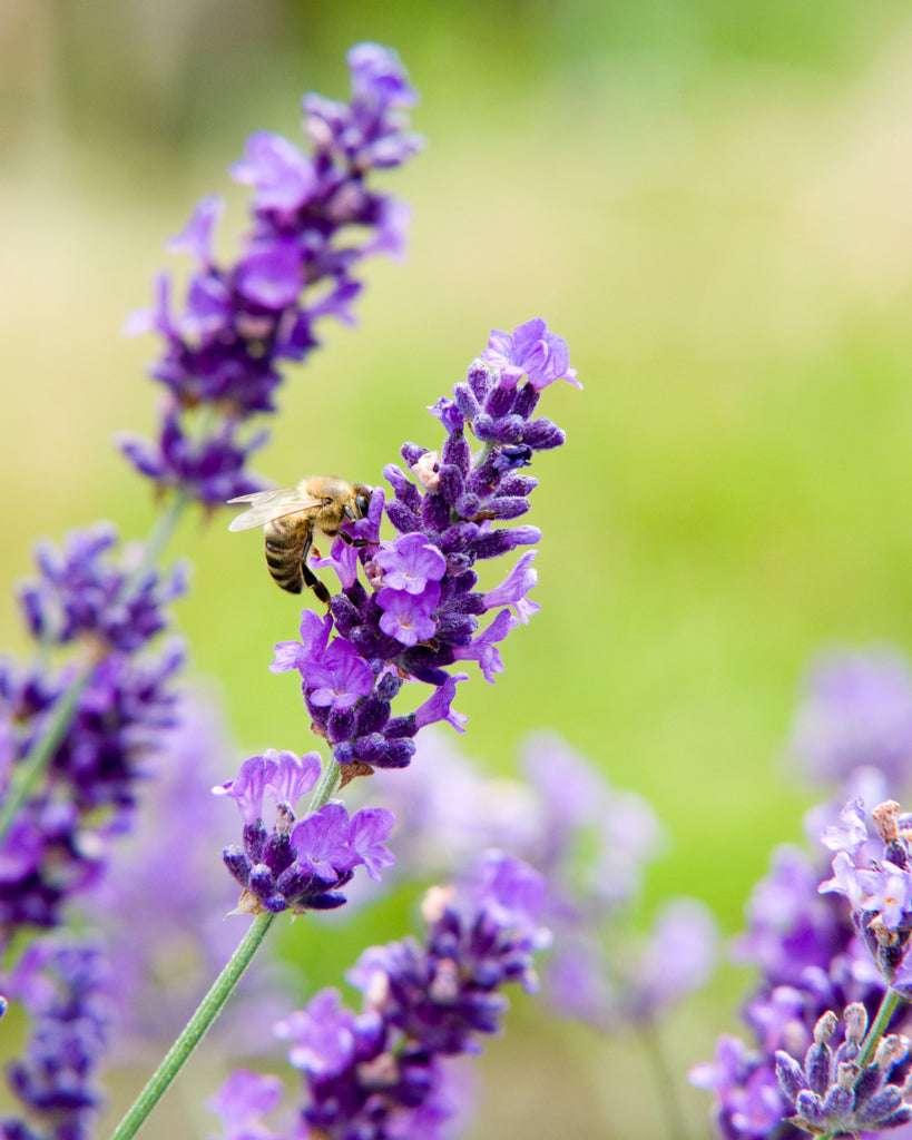 G930 Lavandula Angustifolia 27hidcote 27 6 096ff1b3 766d 4e08 Afe8 Ec6a6d1b0668 from www redcrocus com