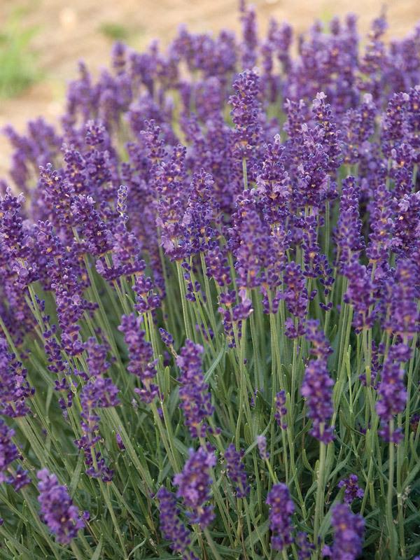G930 Lavandula Angustifolia 27hidcote 27 7 D6aa3d49 9dad 4644 B326 533f4c5a8e9b from www redcrocus com