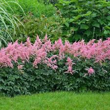G943 - View 1 from www redcrocus com