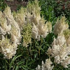 RedCrocus Snowdrift False Spirea Astilbe x arendsii | Shade-Loving Perennial with Fern-Like Foliage & White Plumes | Deer-Resistant, Non-Toxic, Container & Garden Plant 1 Gallon