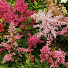 RedCrocus Snowdrift False Spirea Astilbe x arendsii | Shade-Loving Perennial with Fern-Like Foliage & White Plumes | Deer-Resistant, Non-Toxic, Container & Garden Plant 1 Gallon (Pack of 2)
