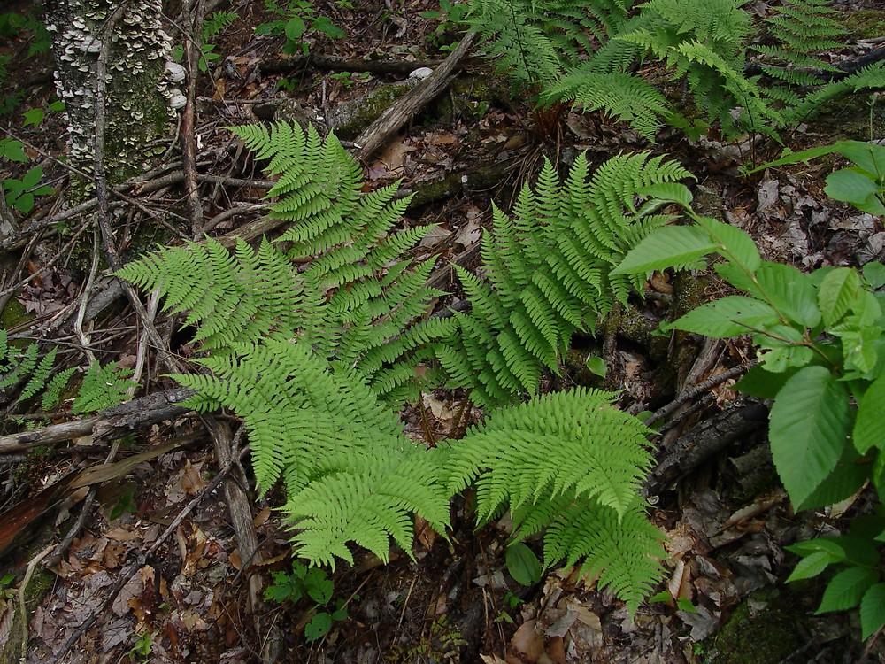 G978 Fern, Dryopteris Marginalis - View 10 from www redcrocus com