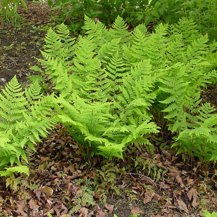 G978 Fern, Dryopteris Marginalis - View 11 from www redcrocus com