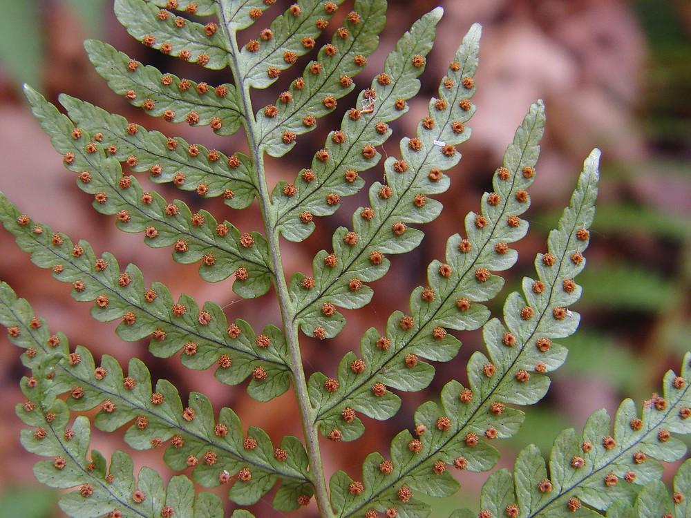 G978 Fern, Dryopteris Marginalis - View 12 from www redcrocus com