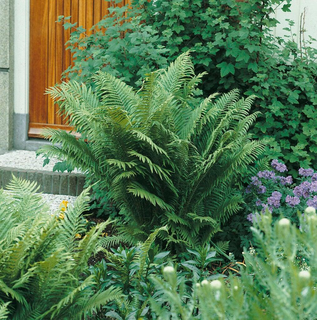 G978 Fern, Dryopteris Marginalis - View 13 from www redcrocus com