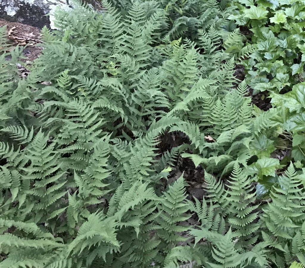 G978 Fern, Dryopteris Marginalis - View 14 from www redcrocus com