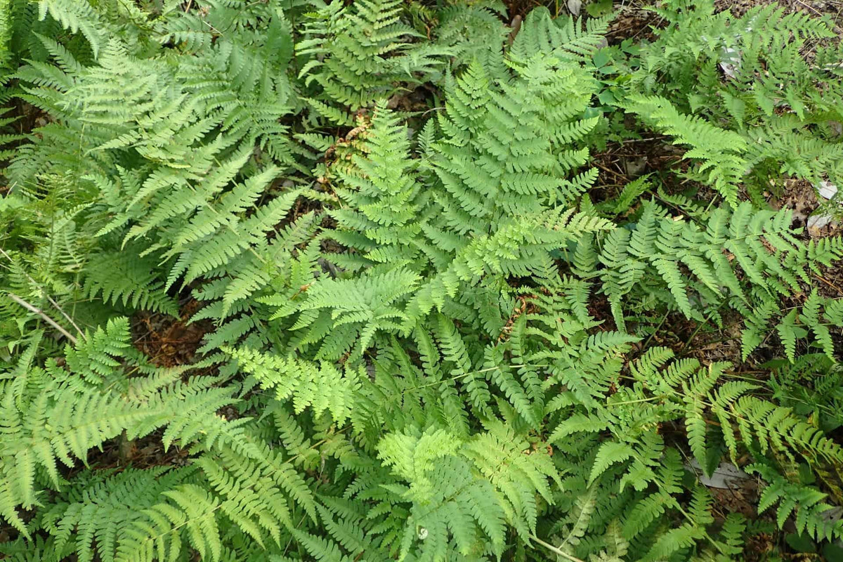 G978 Fern, Dryopteris Marginalis - View 16 from www redcrocus com