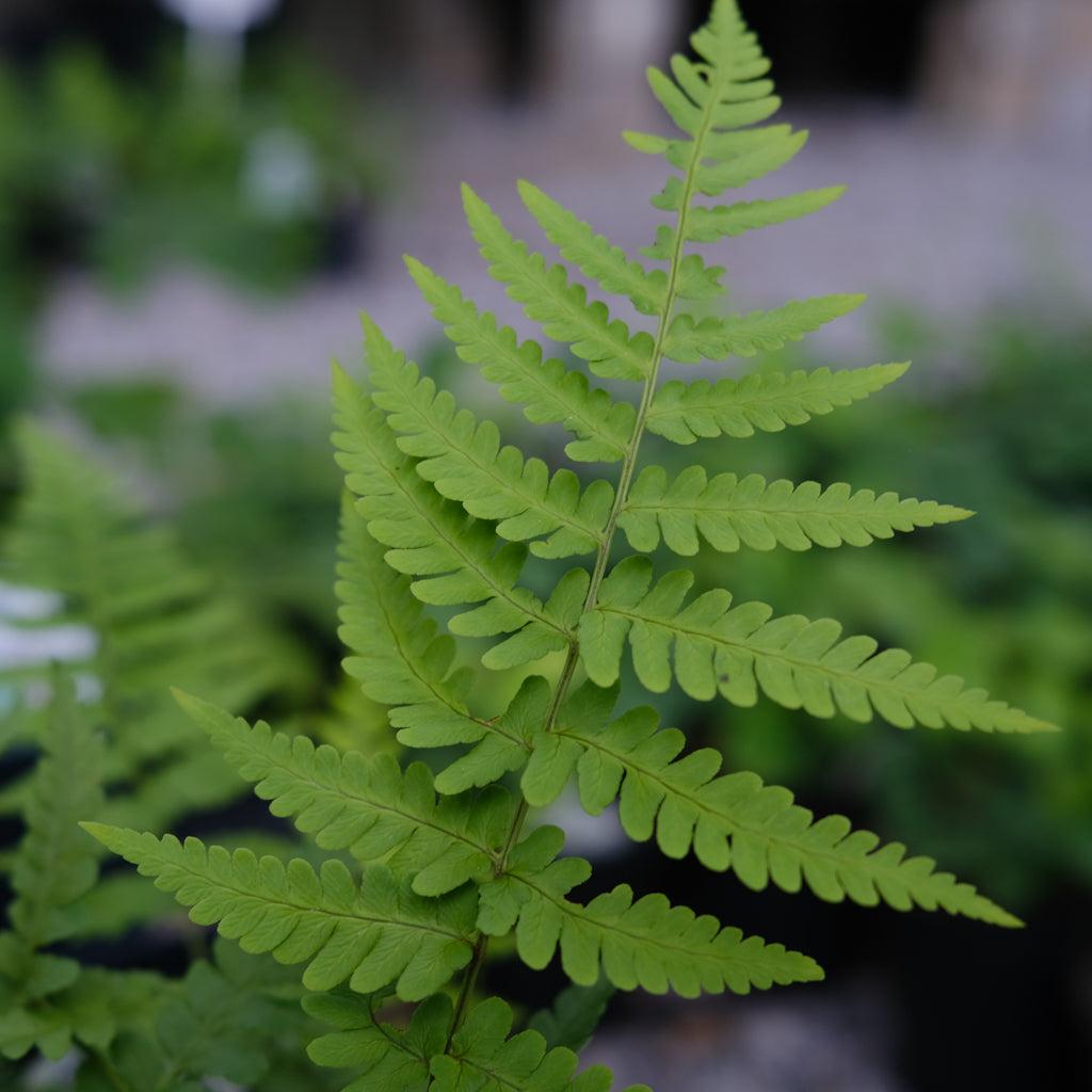 G978 Fern, Dryopteris Marginalis - View 17 from www redcrocus com