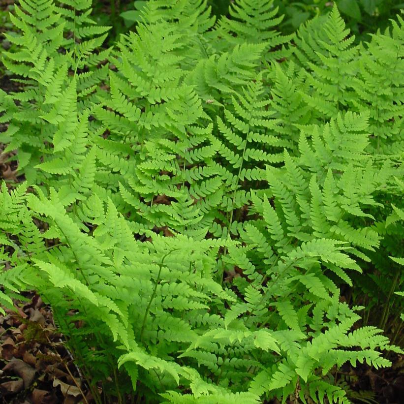 G978 Fern, Dryopteris Marginalis - View 18 from www redcrocus com