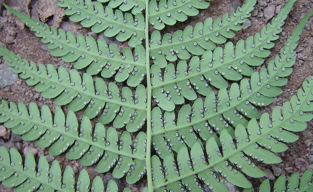 G978 Fern, Dryopteris Marginalis - View 19 from www redcrocus com