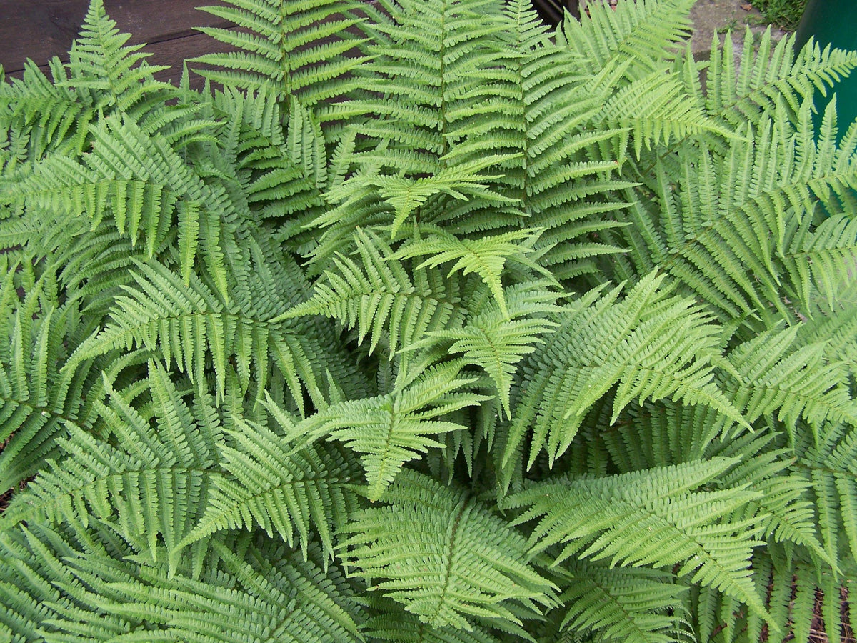 G978 Fern, Dryopteris Marginalis - View 1 from www redcrocus com