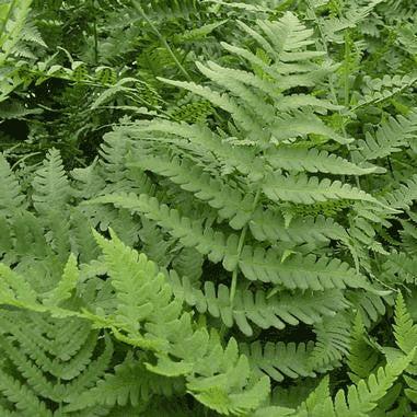 G978 Fern, Dryopteris Marginalis - View 20 from www redcrocus com