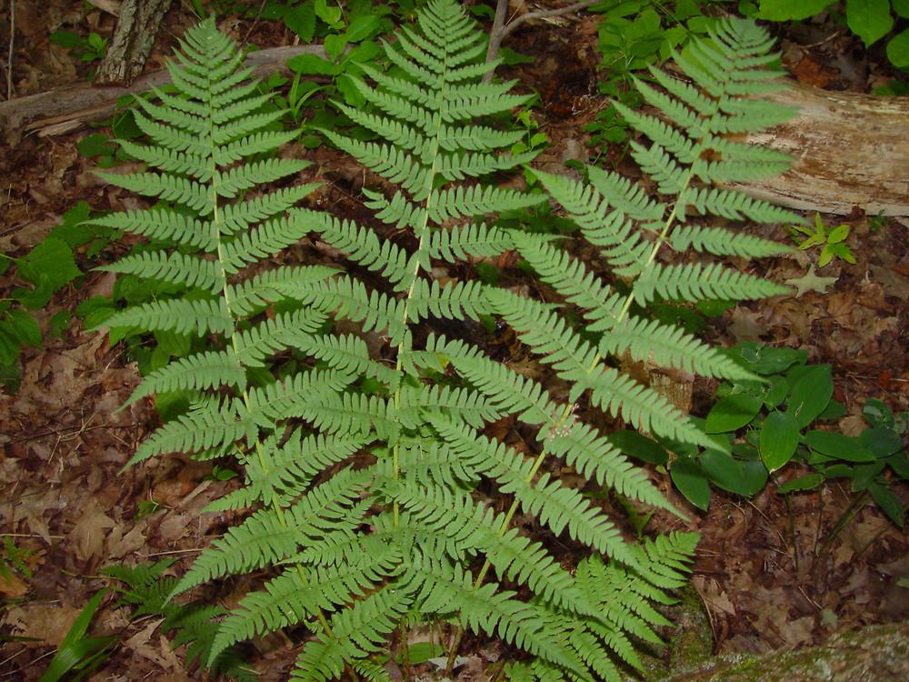 G978 Fern, Dryopteris Marginalis - View 21 from www redcrocus com