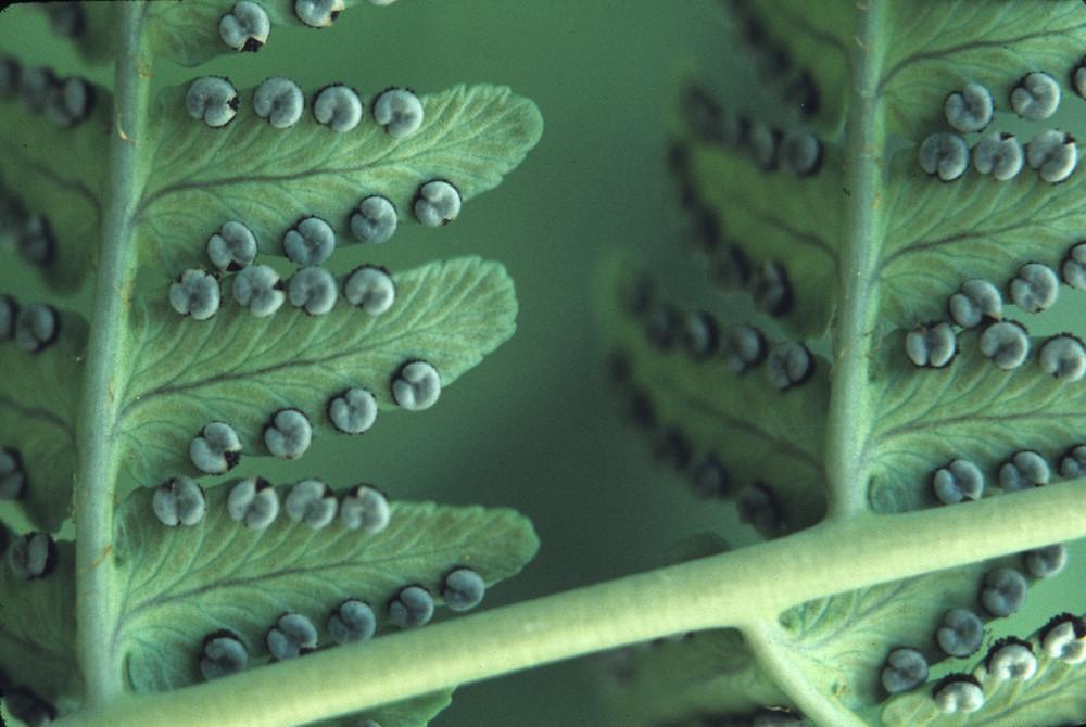 G978 Fern, Dryopteris Marginalis - View 22 from www redcrocus com