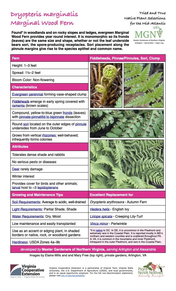 G978 Fern, Dryopteris Marginalis - View 24 from www redcrocus com