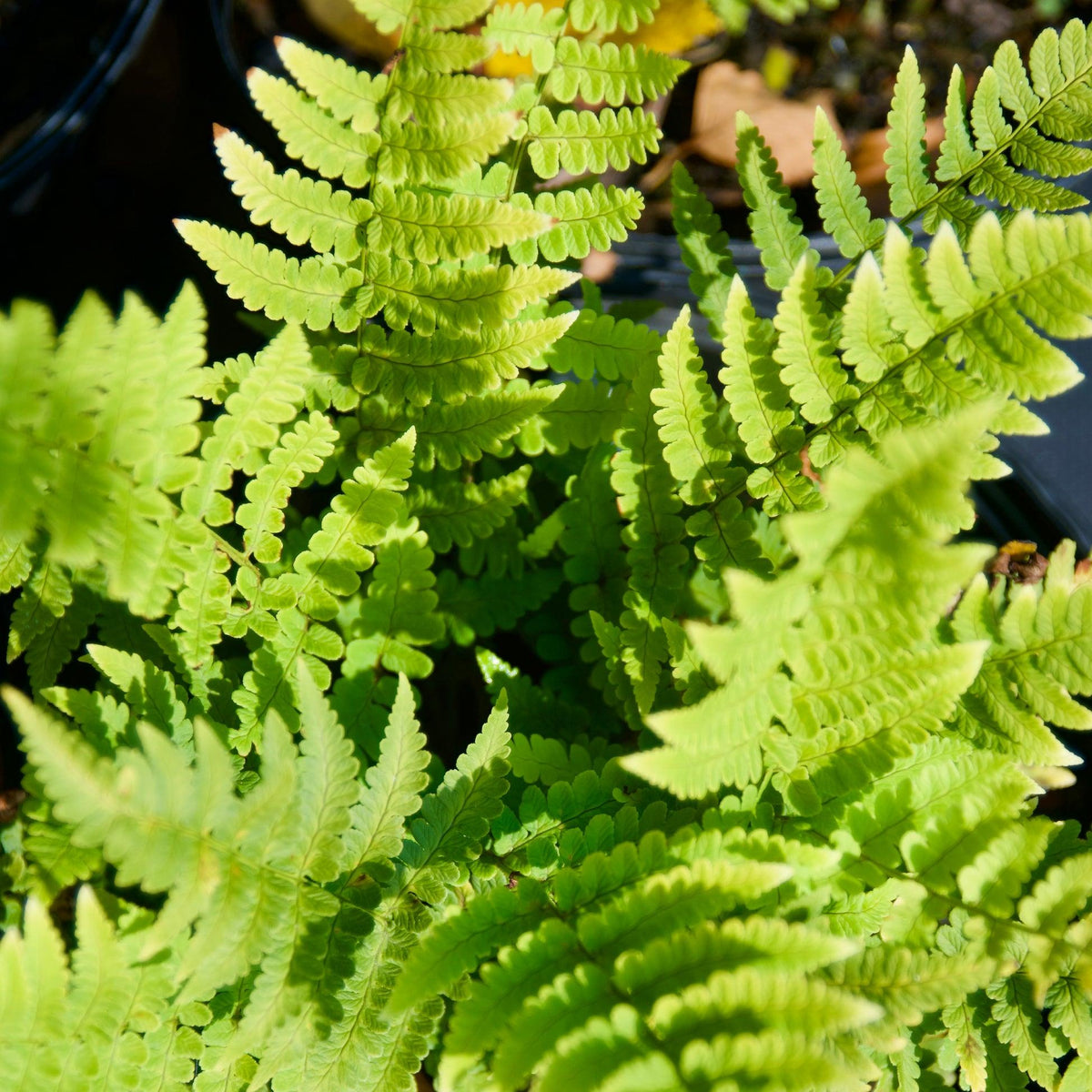 G978 Fern, Dryopteris Marginalis - View 25 from www redcrocus com
