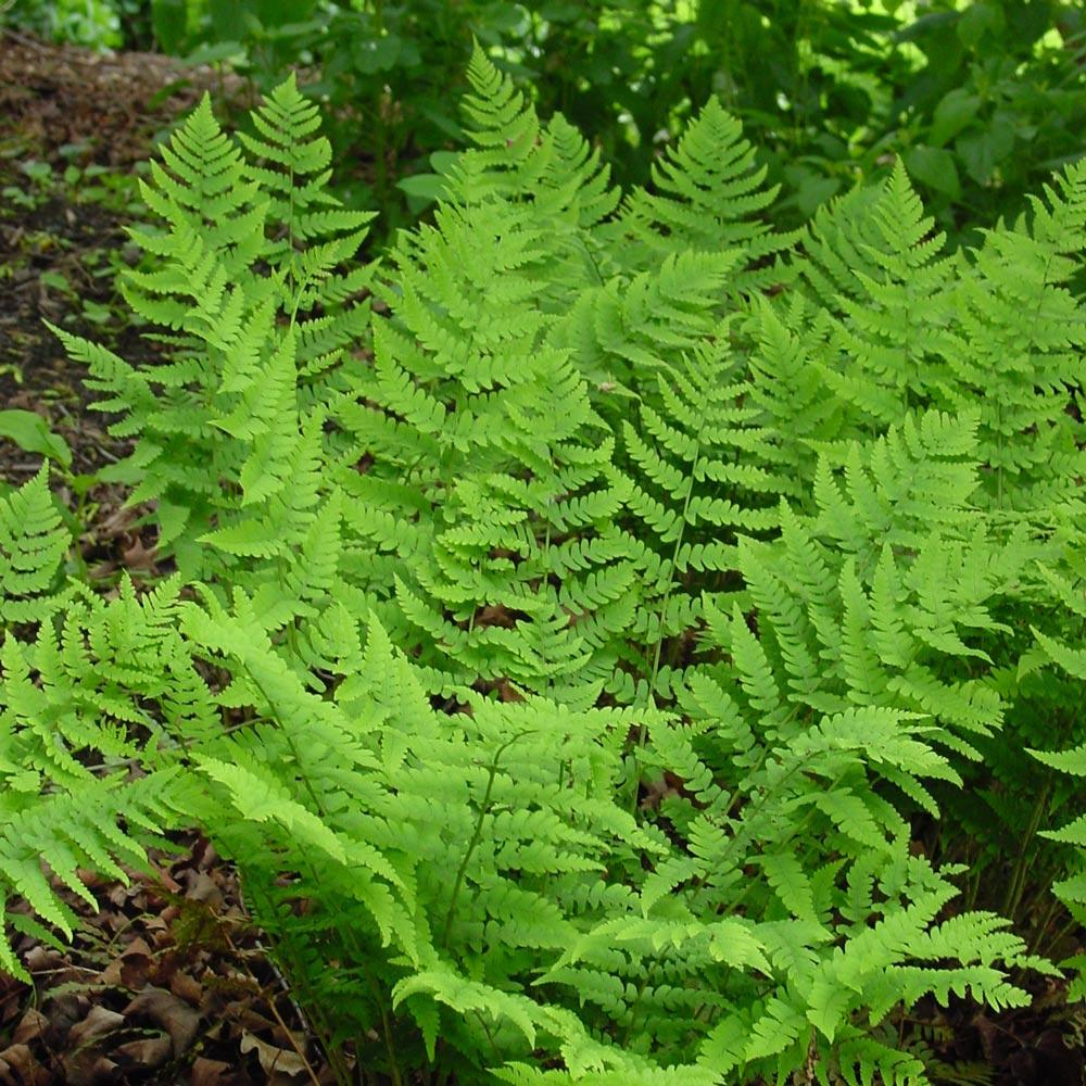 G978 Fern, Dryopteris Marginalis - View 26 from www redcrocus com