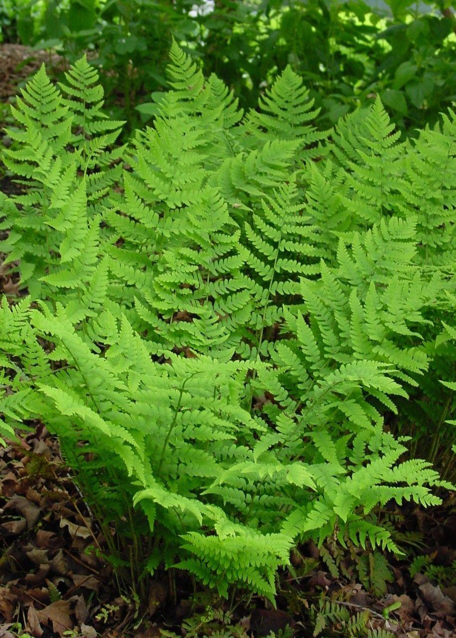 G978 Fern, Dryopteris Marginalis - View 28 from www redcrocus com