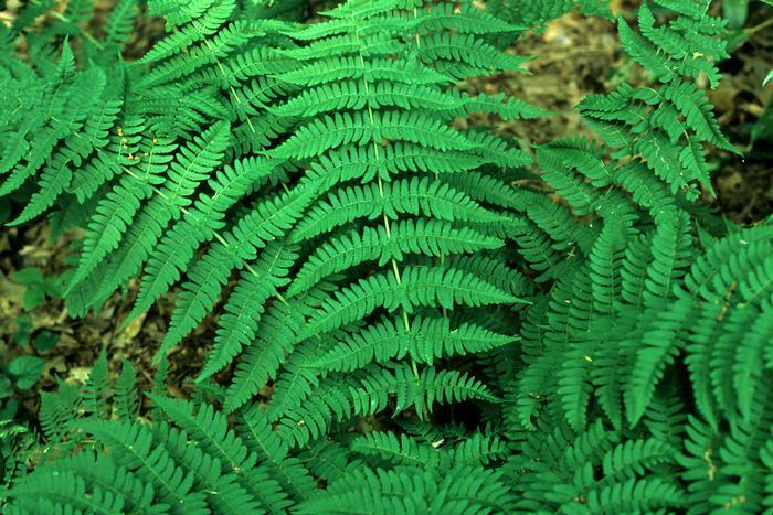 G978 Fern, Dryopteris Marginalis - View 29 from www redcrocus com