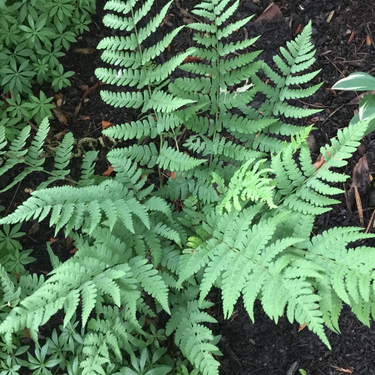 G978 Fern, Dryopteris Marginalis - View 30 from www redcrocus com
