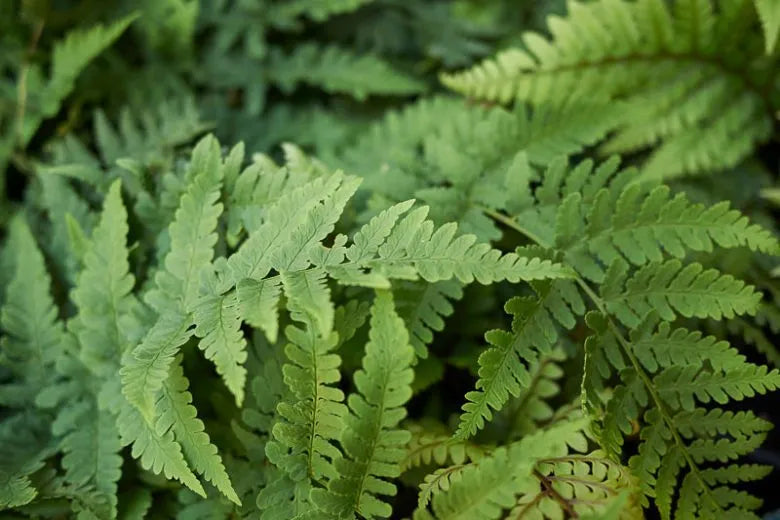 G978 Fern, Dryopteris Marginalis - View 3 from www redcrocus com
