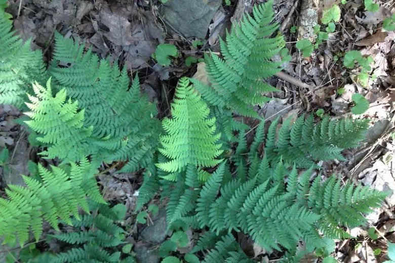 G978 Fern, Dryopteris Marginalis - View 4 from www redcrocus com