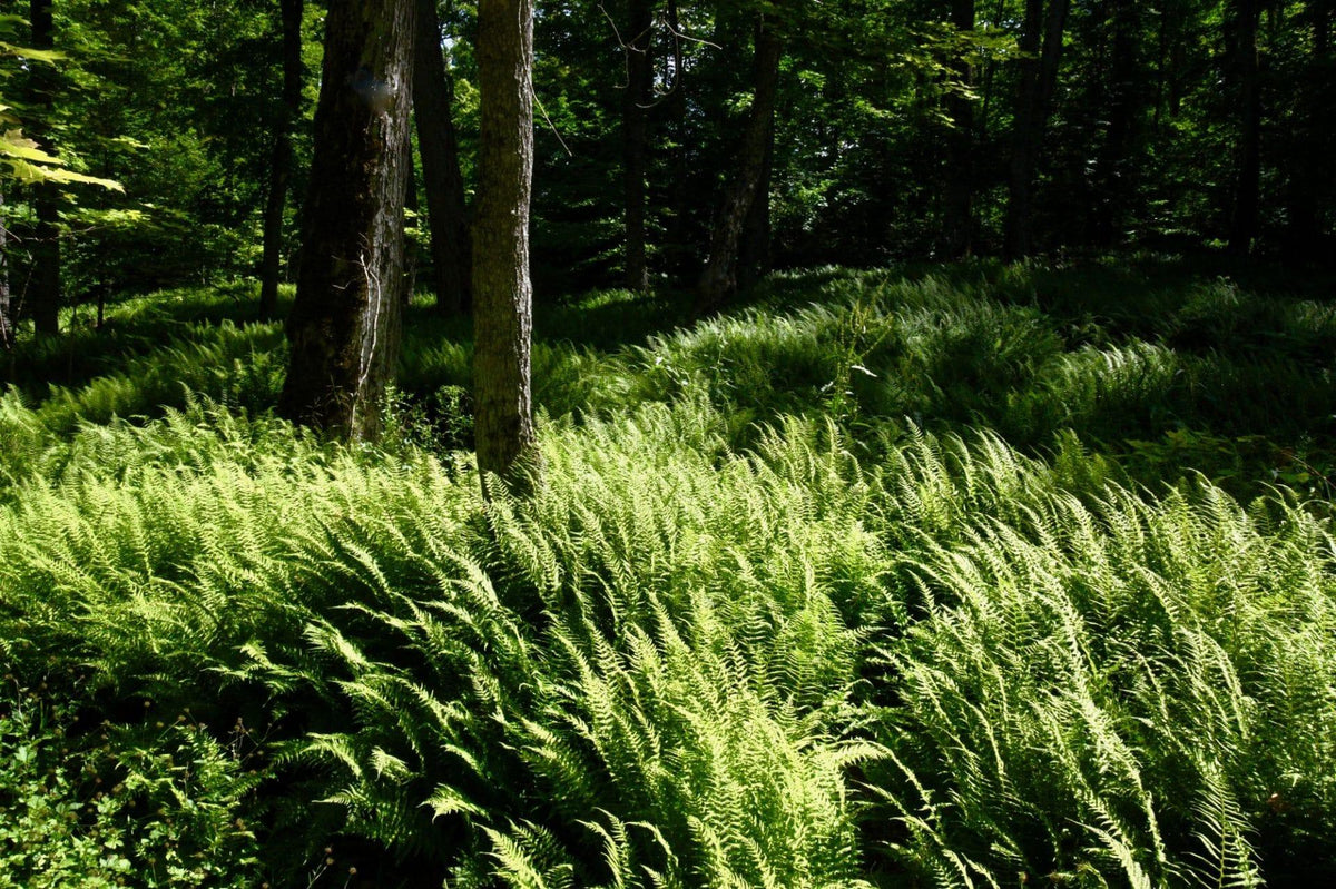 G978 Fern, Dryopteris Marginalis - View 5 from www redcrocus com