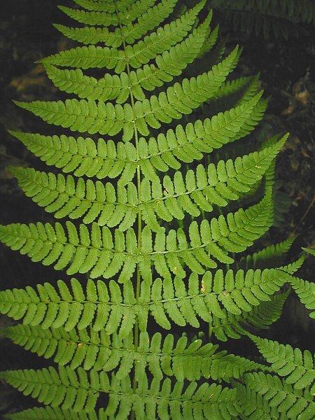 G978 Fern, Dryopteris Marginalis - View 6 from www redcrocus com