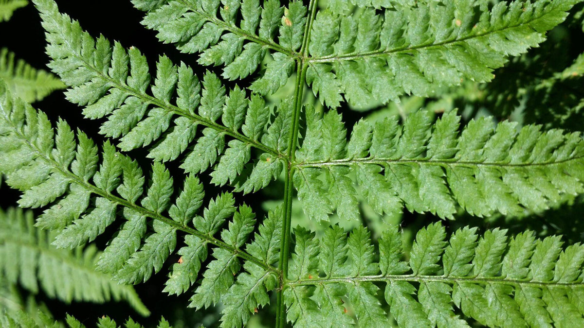 G978 Fern, Dryopteris Marginalis - View 7 from www redcrocus com