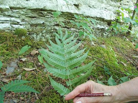 G978 Fern, Dryopteris Marginalis - View 8 from www redcrocus com