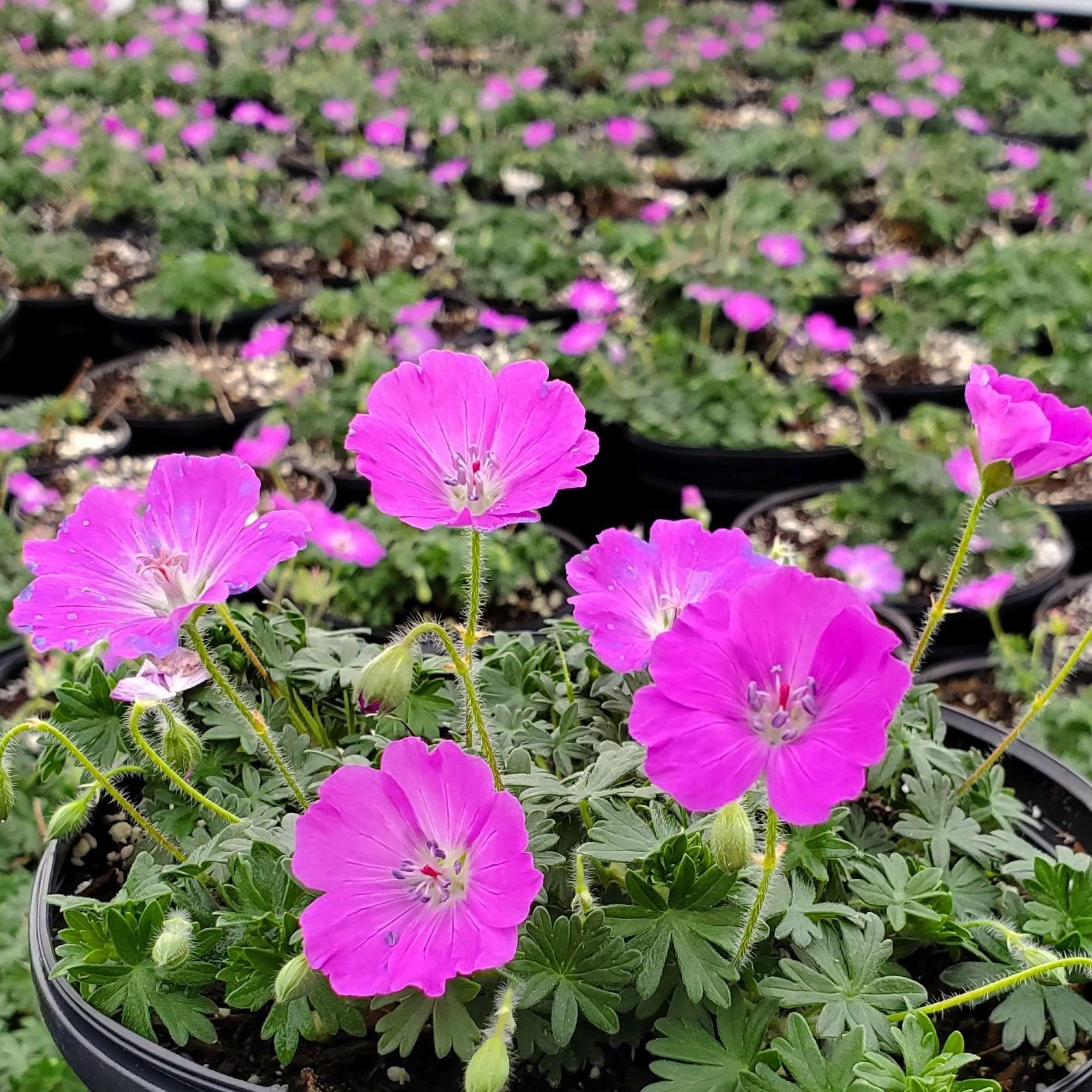 G979 Geranium Sanguineum 'max Frei' - View 30 from www redcrocus com