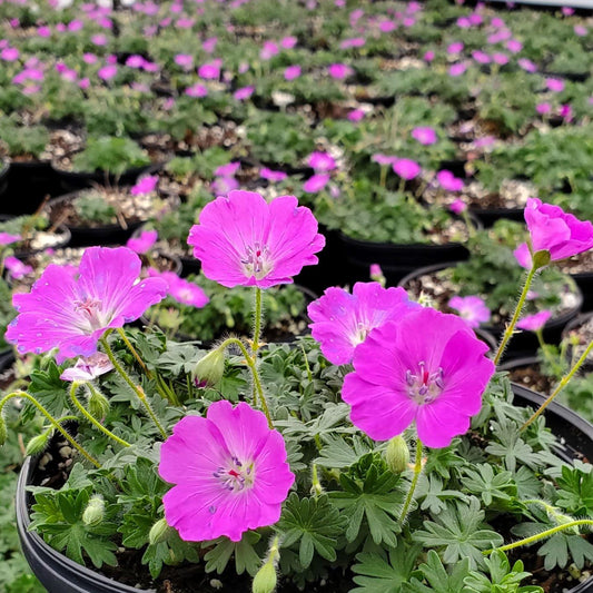 G979 Geranium Sanguineum 27max Frei 27 30 826b92a7 4e29 4ef0 A9fb 424c21316e6d from www redcrocus com