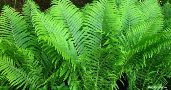 G980 Fern Osmunda Cinnamonea 10 09a33e1d E4e5 4c5a A00b Cbf68bedea2b from www redcrocus com